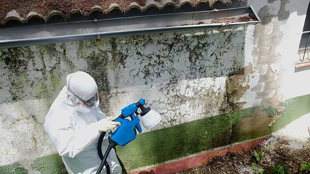 Top rated local Mold Remediation specialists in Rockaway, NJ